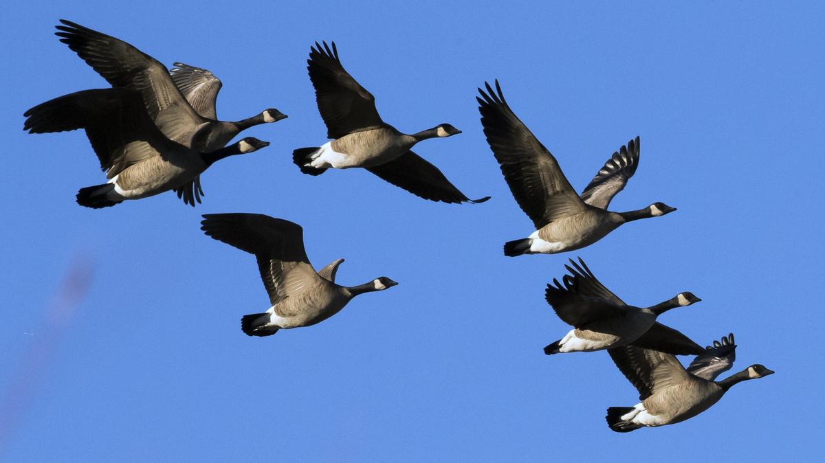A formation of Canada Geese fly over Hyatt Hidden Lakes Reserve in Boise Saturday, Dec. 22, 2018.
