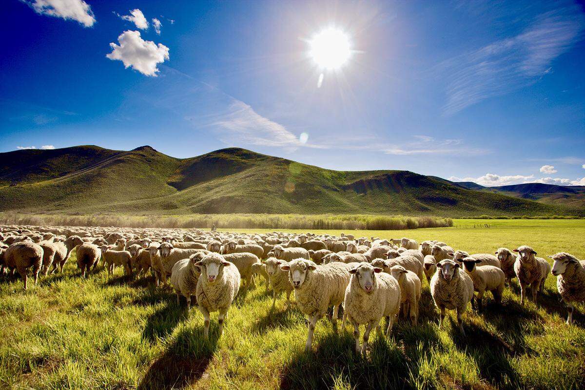 At peak operations, the ranch can hold up to 9,000 sheep. The Beans are currently operating the ranch at minimal capacity as they prepare for retirement.