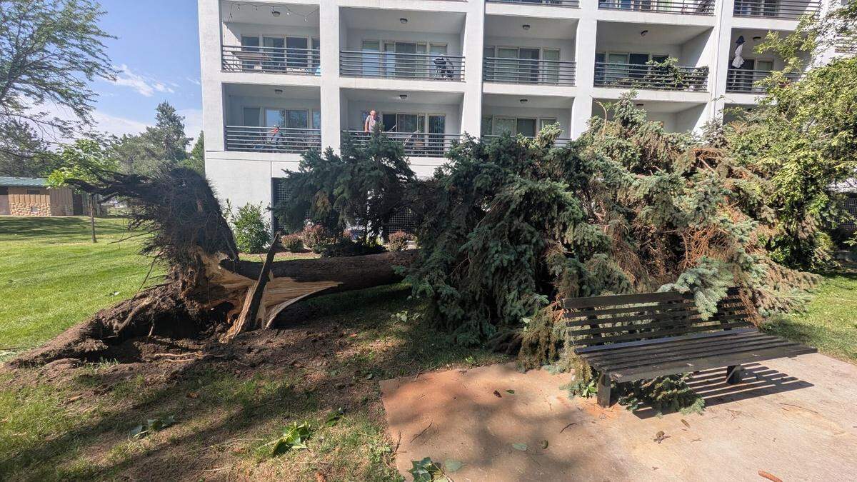 A tree lies behind the River Walk Apartments on Shoreline Drive, not far from the Boise Greenbelt, after falling victim to Thursday afternoon’s storm system that brought in 70 mph-plus winds.