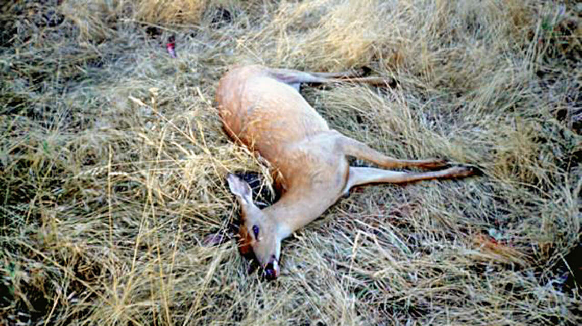 Deer disease that killed hundreds of North Idaho animals confirmed in the Boise area