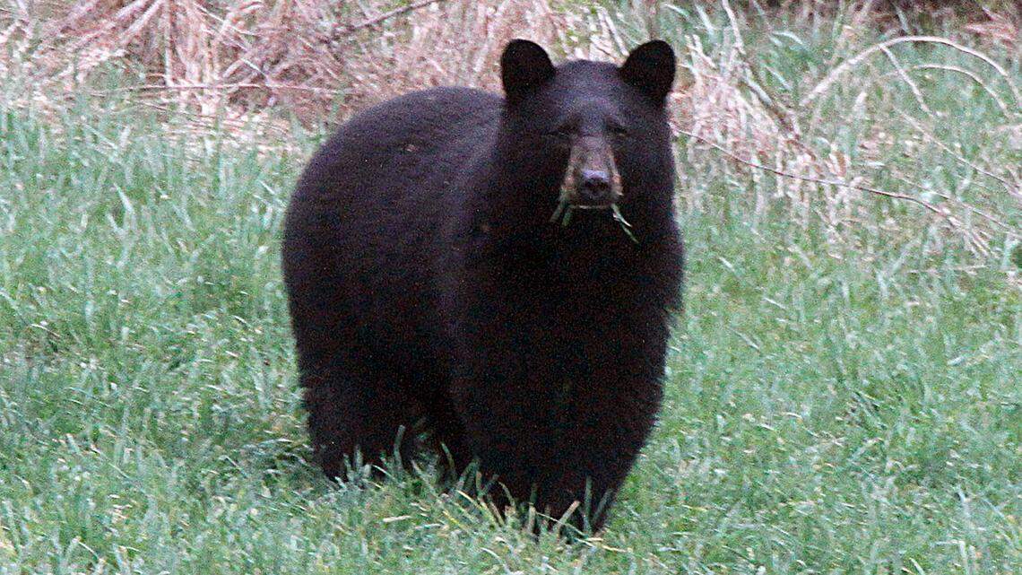 A black bear grazes in a field in Calais, Vermont, in 2012. A man in Steamboat Springs, Colorado, was seriously injured over the weekend when he was attacked by a sow, officials say.