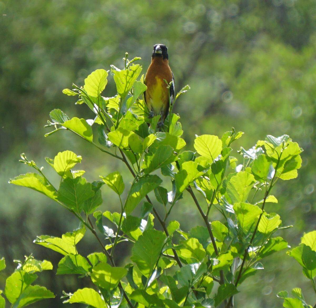 Many of the birds in Hulls Gulch could be heard but not seen on a recent hike. This black-headed grosbeak, though, paused for a photo. The birds are in the Boise area from May through September.