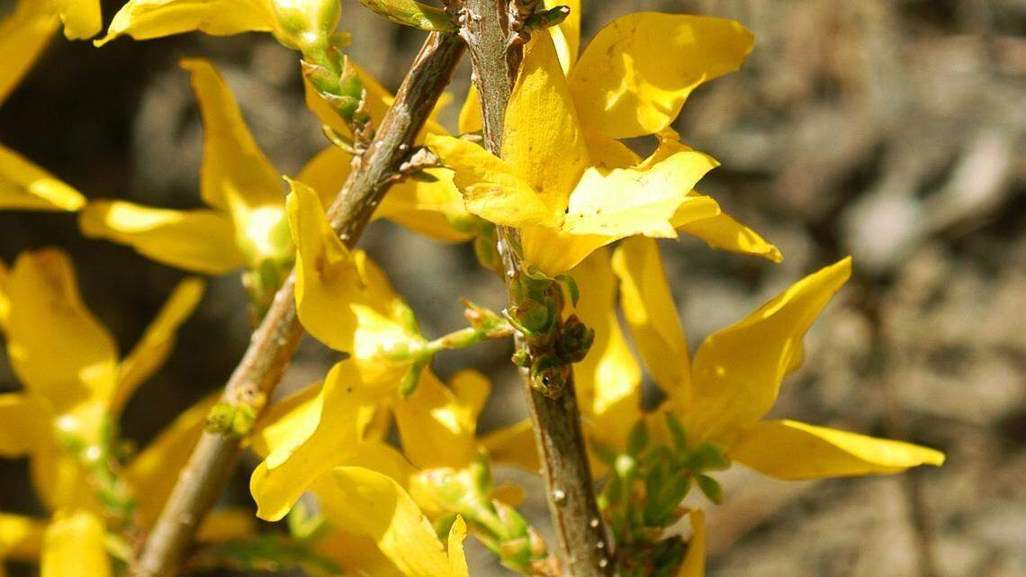 Prune forsythia? Trim hellebores? Get answers to your winter gardening questions
