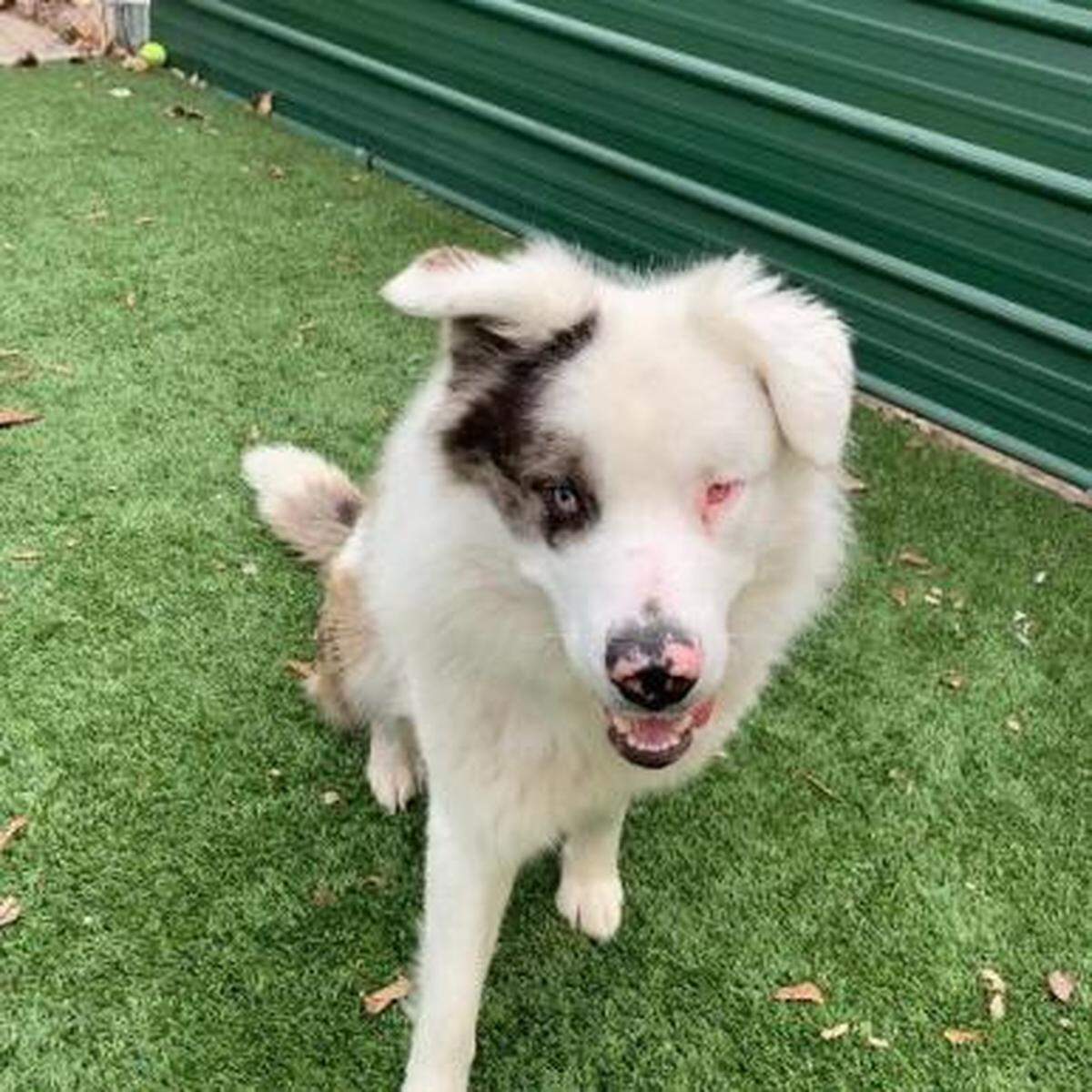 Russell the dog is available for adoption through the Meridian Canine Rescue.
