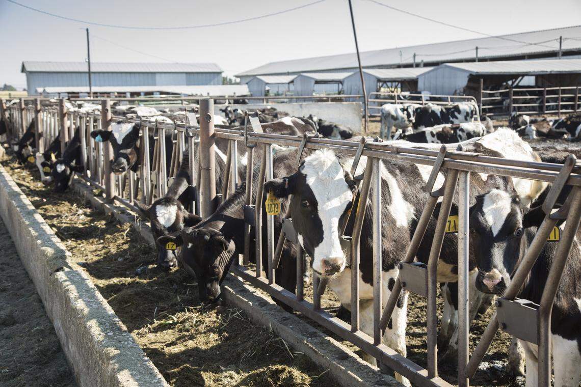 Mike Lindley and his father, Randy, operate a dairy farm on Ustick Road just west of McDermott Road. They milk 350 Holsteins on leased land, which has been sold to the West Ada School District to be used for a new high school.