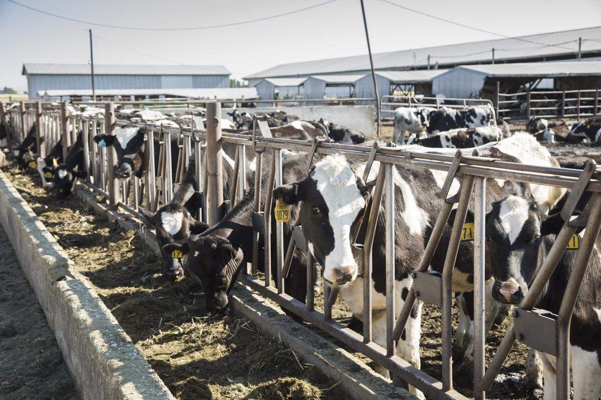 A father and two sons are accused of stealing least 178 cows, similar to these Holsteins, from a Mesa dairy farm. They are facing criminal charges in Franklin County.