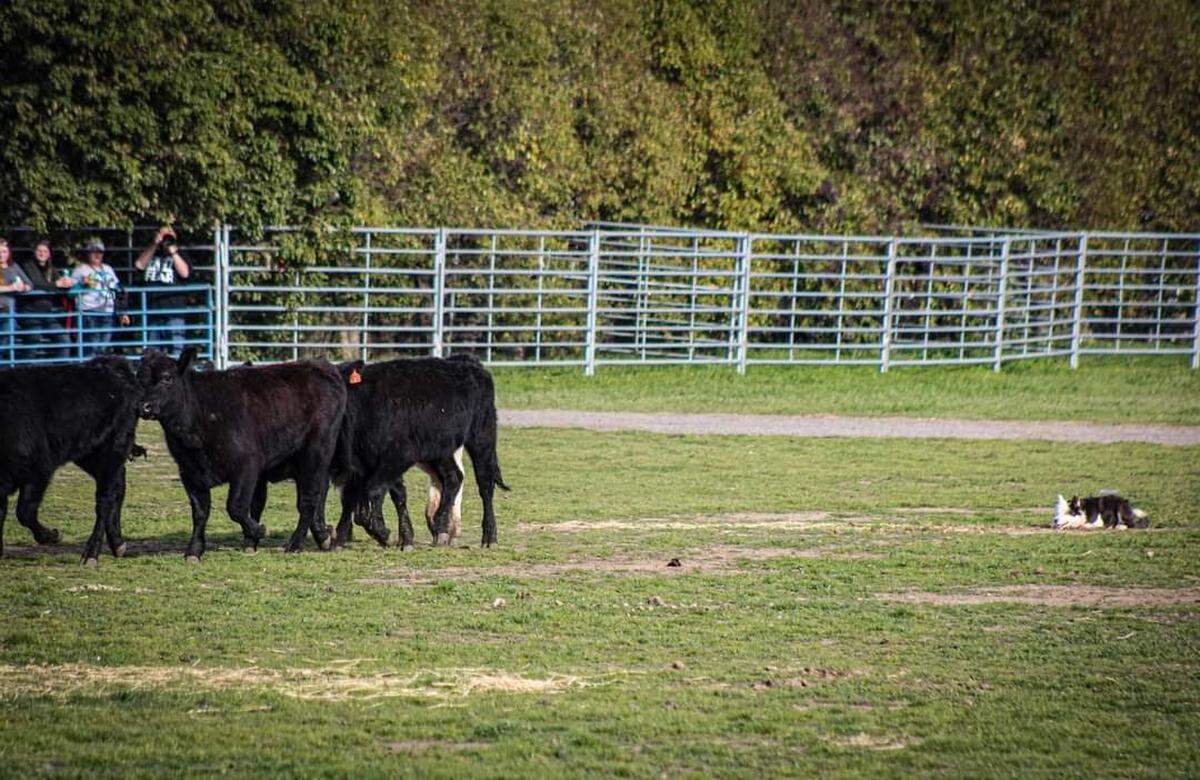 Skittles crouches down while working a herd of cattle at the Red Bluff Bull and Gelding Sale. Skittles placed fifth in the stock dog competition but sold at auction for a record $45,000.