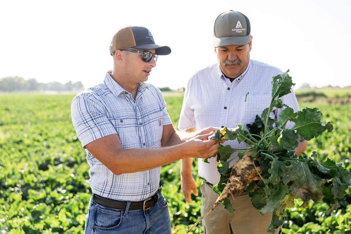 Amalgamated Sugar Company crop consultant Skylen Hawkes takes a look at produce at Amalgamated Sugar Company board member and farmer Galen Lee's farm in New Plymouth.
