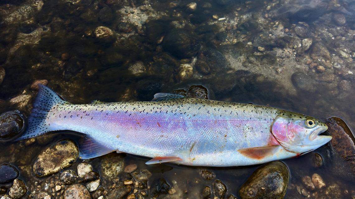Looking to catch dinner close to home? Rainbow trout like this one are plentiful at Lucky Peak Reservoir just outside Boise.