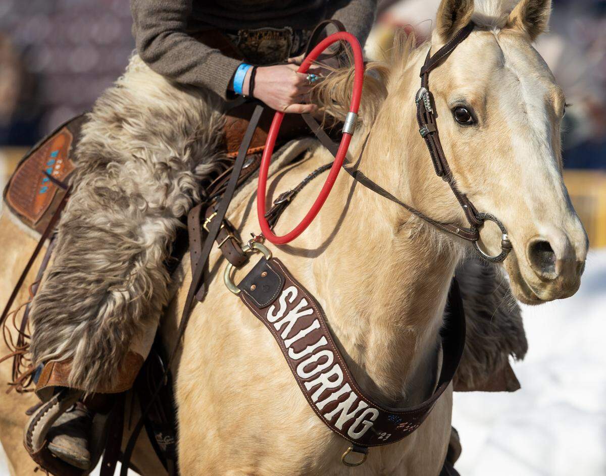A horse dons a breast collar that says “skijoring” during Skijor Boise held at the Ford Idaho Center, Friday, Feb. 6, 2026.