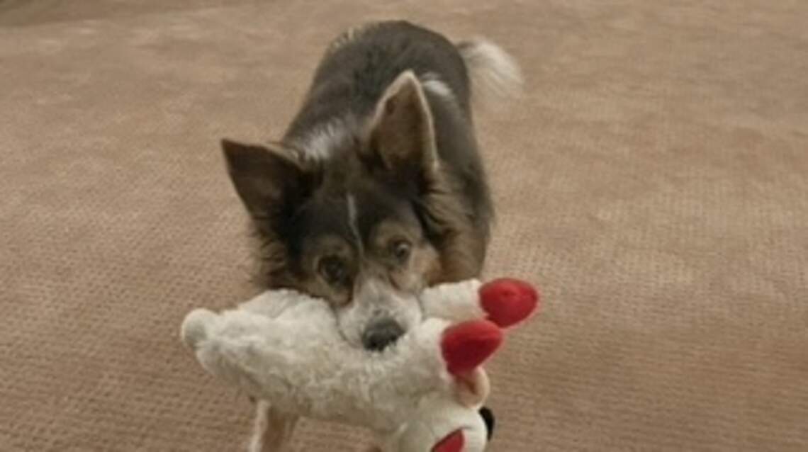 Our friend, Sadie. Saying goodbye to our dog, a model of love, loyalty and friendship
