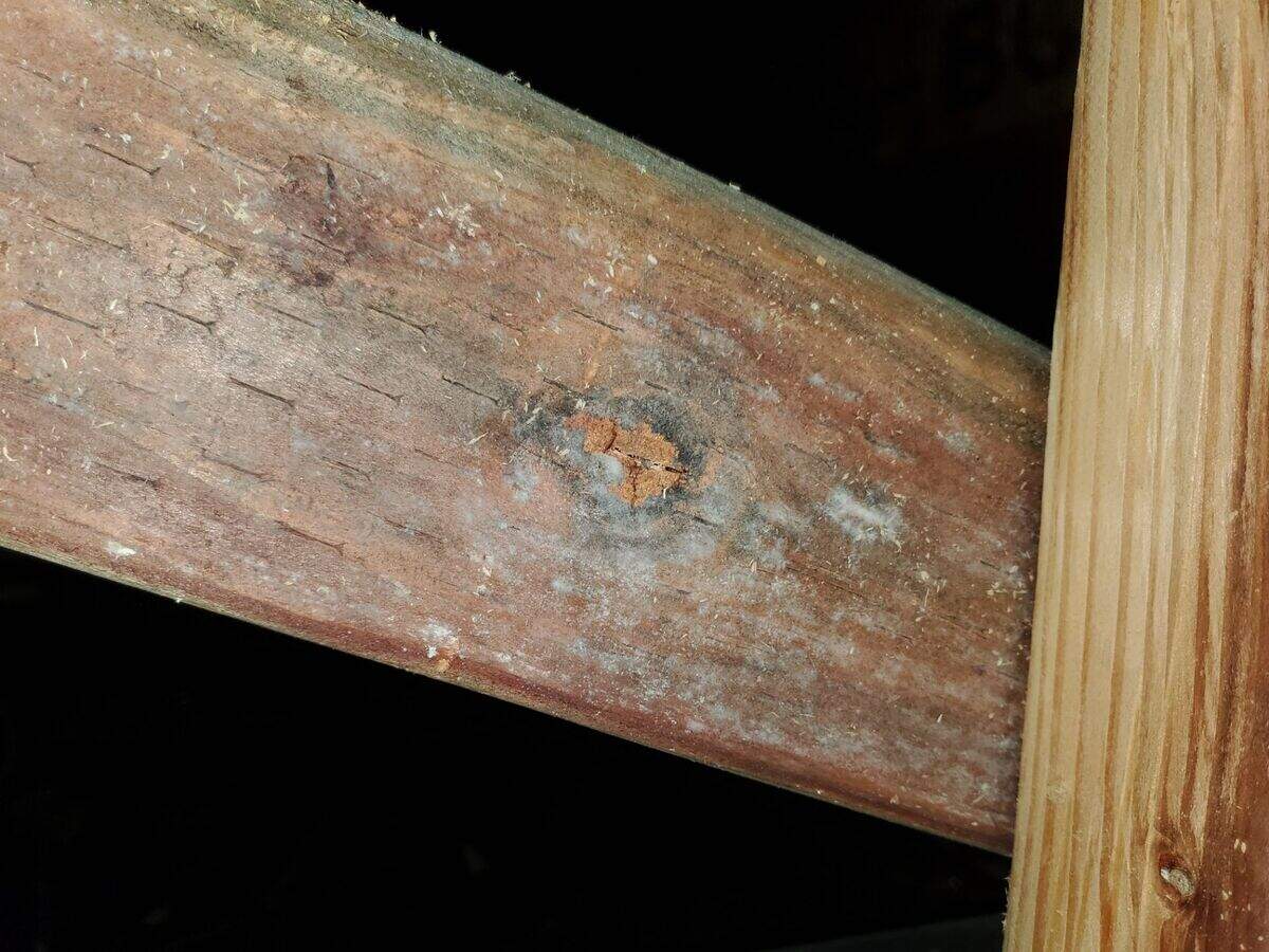 Inspectors found water-damaged beams in Leslie Montgomery’s house, with some mold growth as shown here.