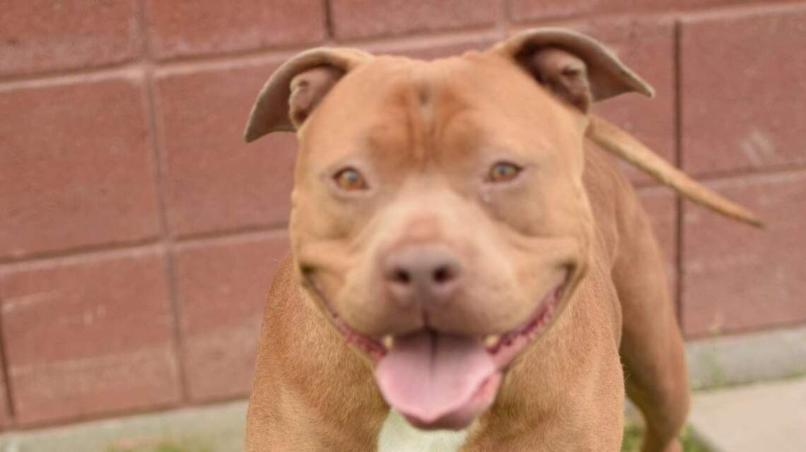 Canyon County Pet of the Week: Nyla