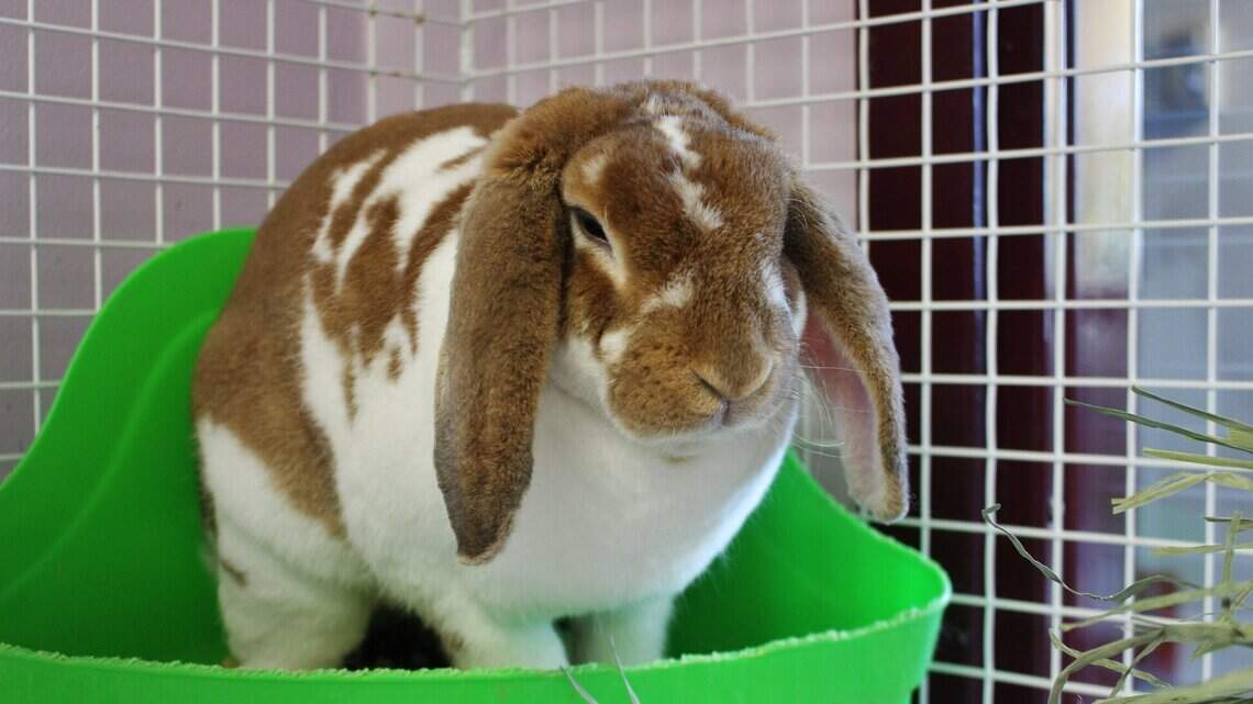 Ada County Pet of the Week: Gerri
