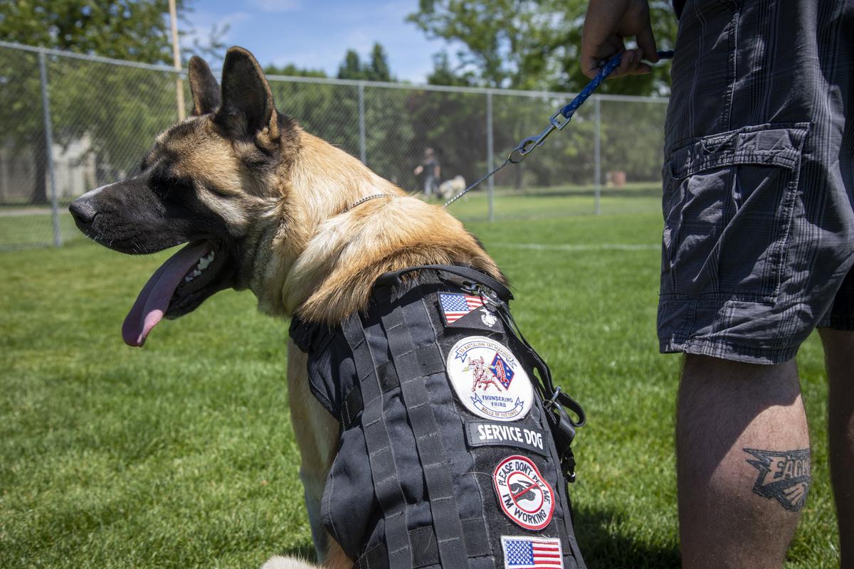“Losing 22 vets a day to suicide” is not acceptable,” said Nic Day. “If a dog helps ...” Atlas is Day’s service dog, helping him with his PTSD.