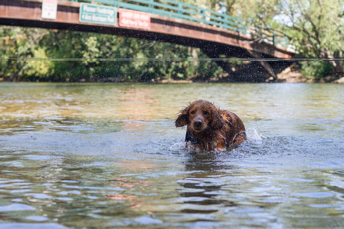 A dog wades in the Boise River at Ann Morrison Park on Thursday in Boise, ahead of a triple-digit weekend.