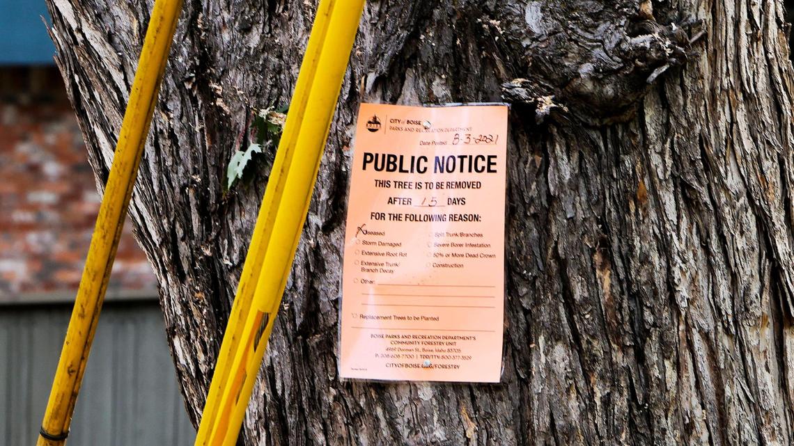 A City of Boise notice marks this older silver maple as diseased and scheduled for removal.