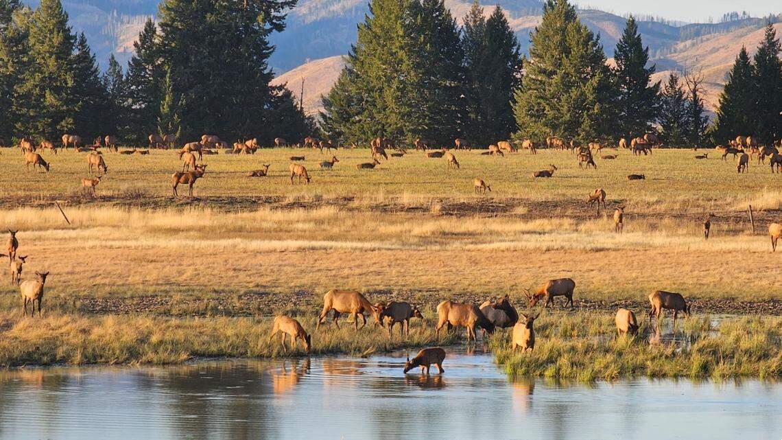 The property boasts an “absurd” amount of wildlife, according to Deakin, with common sightings of elk, mule deer, antelope, moose and water fowl.