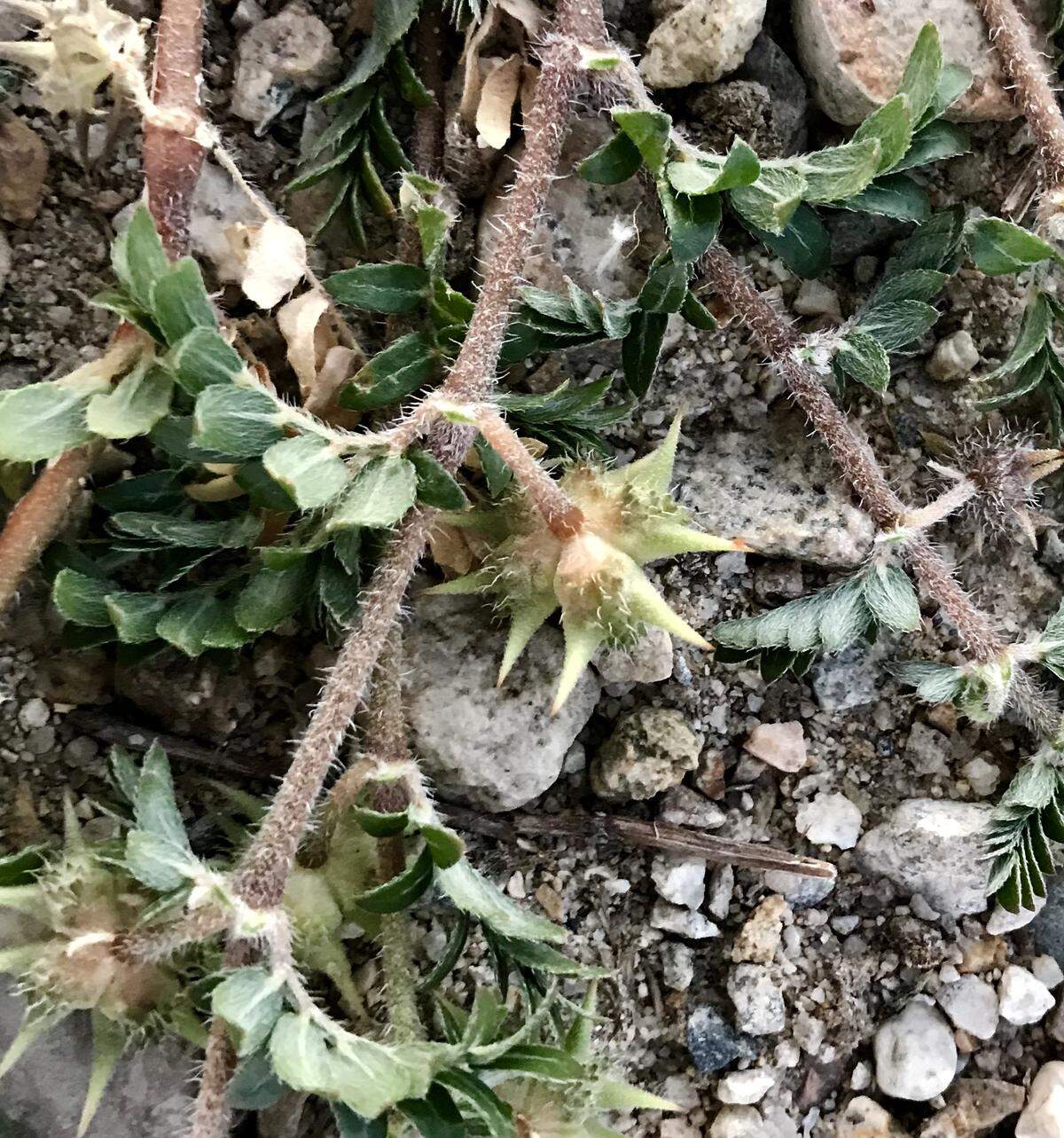 Puncturevine's seed pods dry up and fall off the plant, leaving goatheads on sidewalks, trails and bike paths.