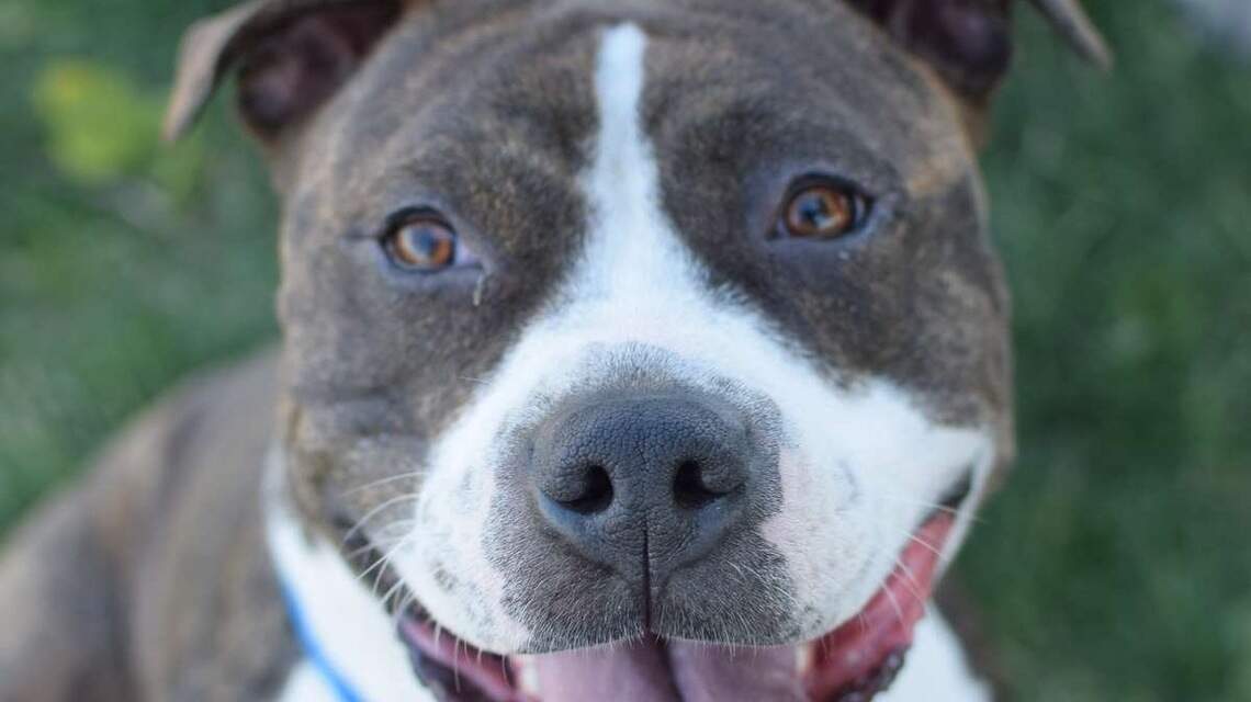 Canyon County Pet of the Week: Lana