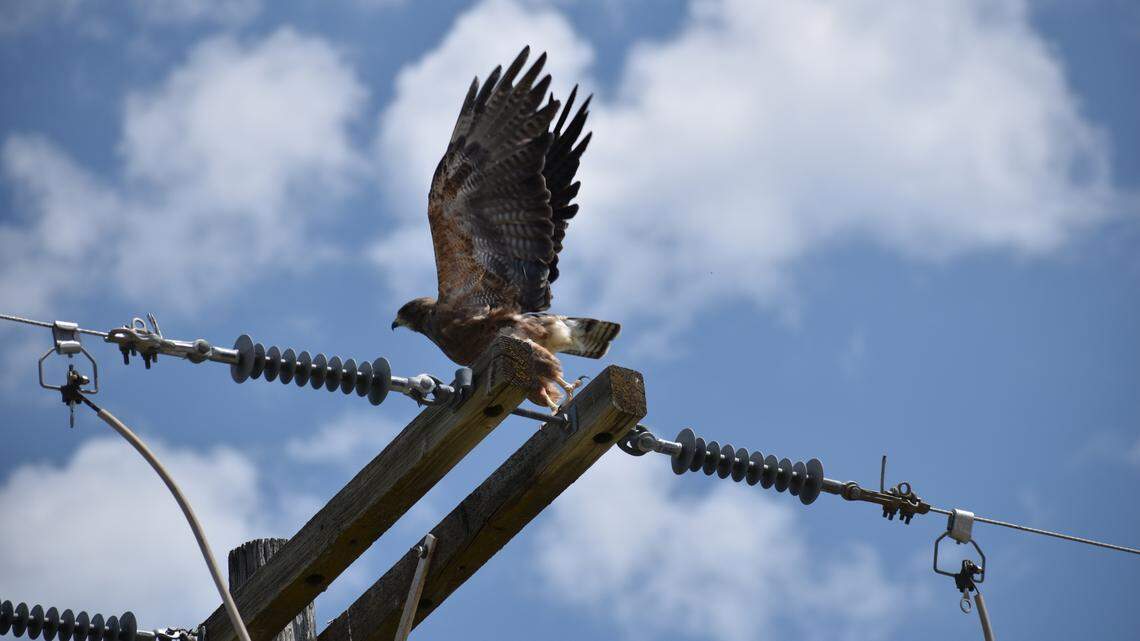 A Swainson’s hawk takes flight from a power pole in the Morley Nelson Snake River Birds of Prey National Conservation Area south of Boise.