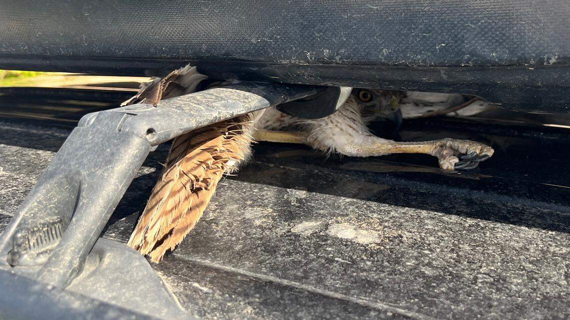 A hawk got stuck between a van’s roof and cargo carrier, police said.
