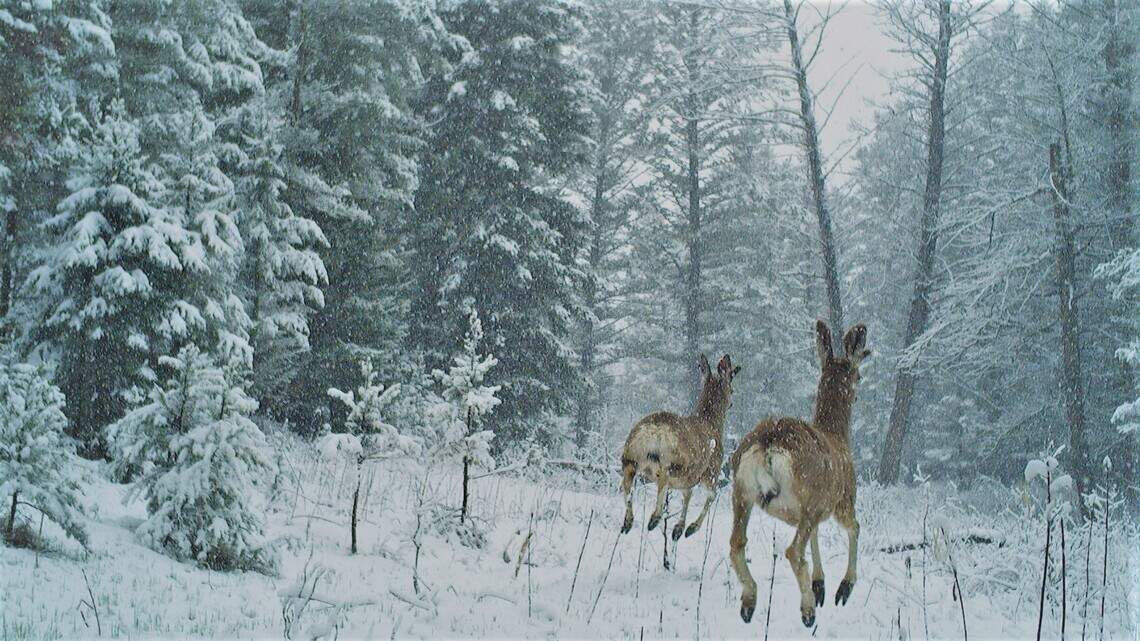 Hikers scare off wildlife, Boise researchers found. The impact may be bigger than you think