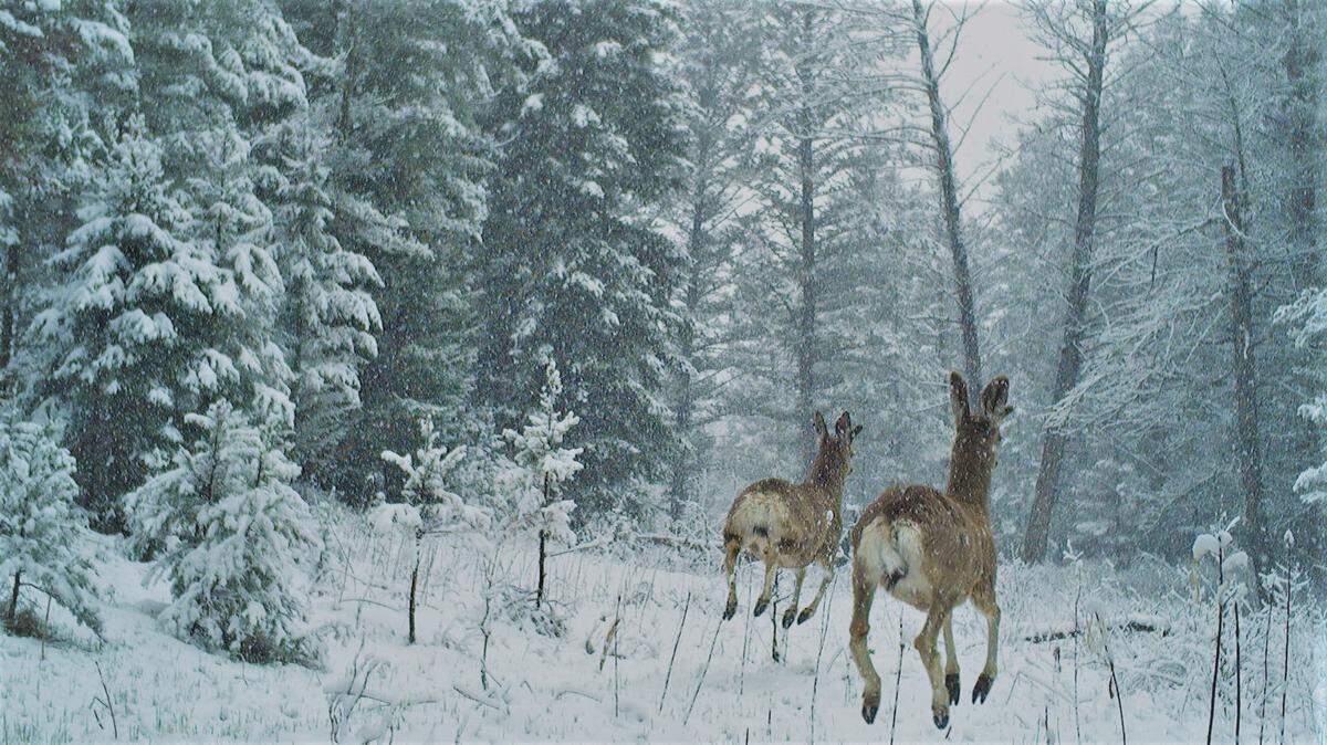 Animals are scared by sounds of human recreation and often flee from the noises.