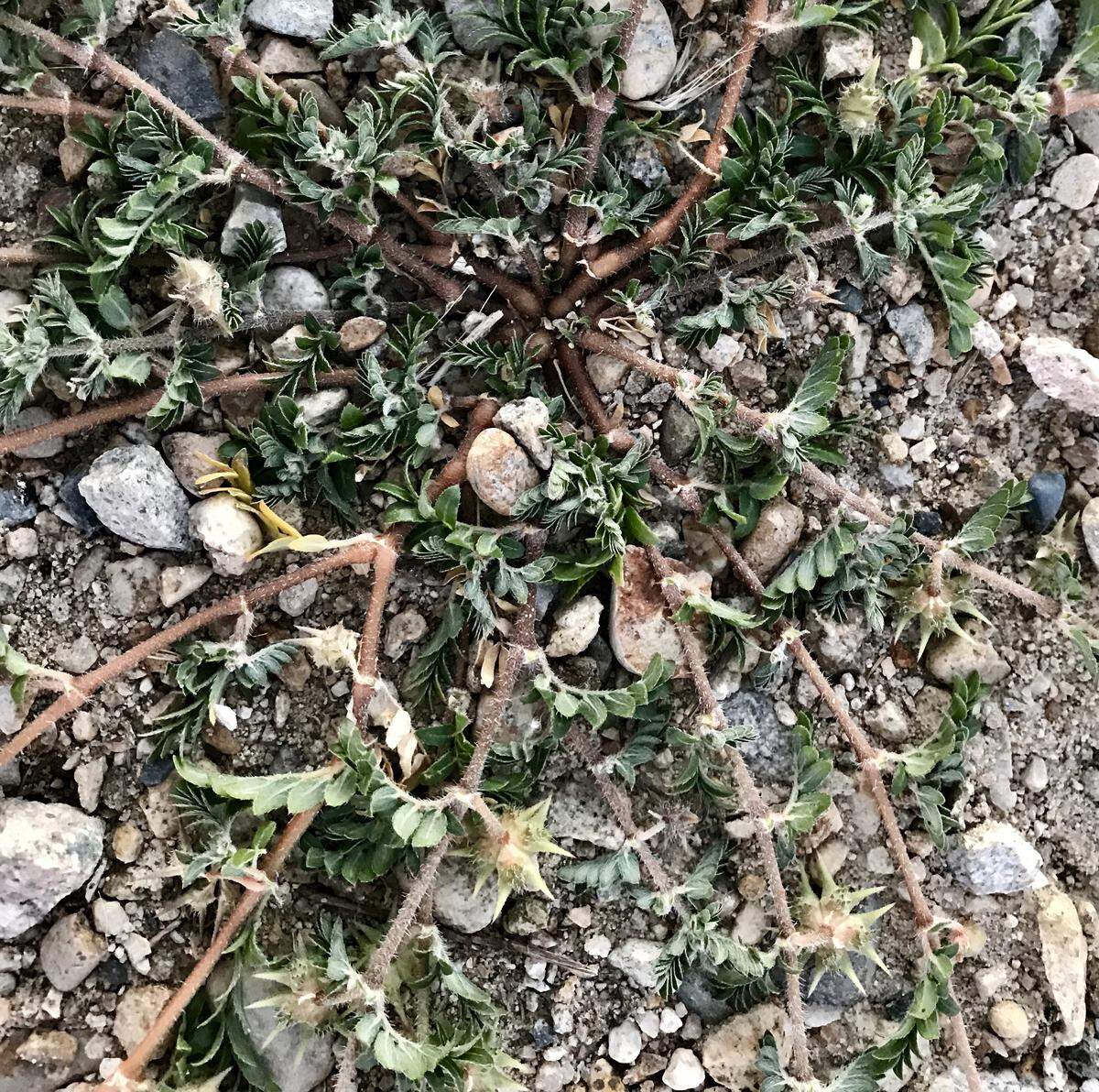 Puncturevine grows at ground level in a sprawling fashion.