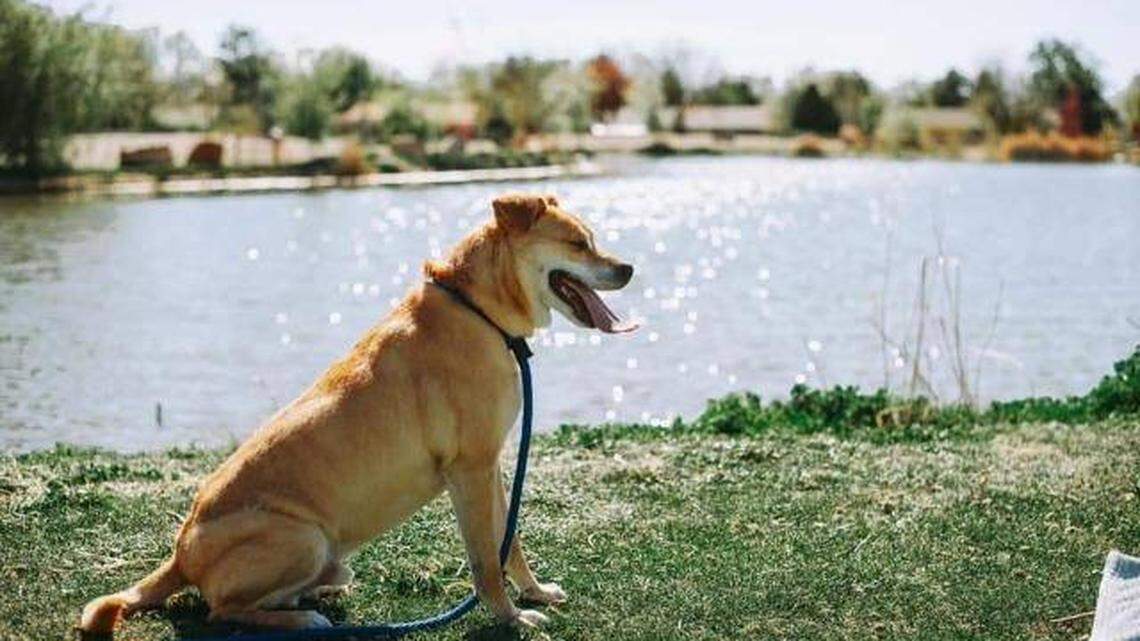 Tee up for a new fundraiser for the Meridian Canine Rescue at the Lakeview Golf Club