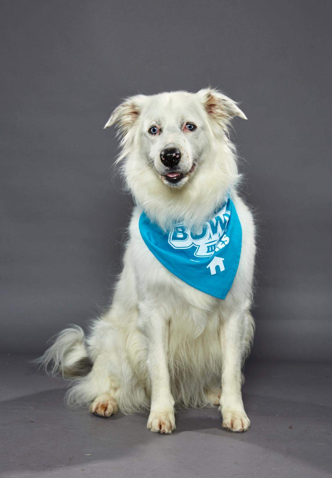 Lulu, a deaf 6-year-old Australian shepherd from Idaho’s Double J Dog Ranch, is in Animal Planet’s Dog Bowl III on Saturday, Feb. 1.