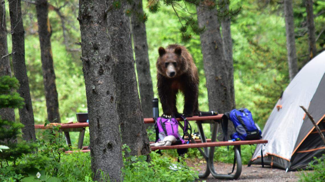 Once a bear receives a human food reward, it can become food conditioned.