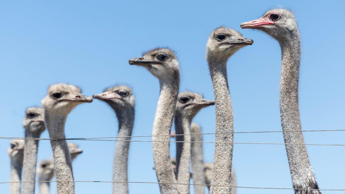Hundreds of ostriches live in pens at American Ostrich Farms in Kuna.