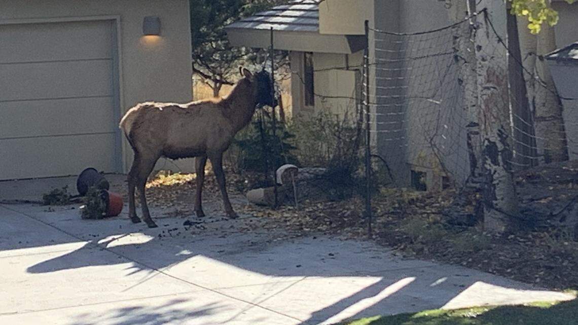 Wildlife officers in Colorado freed a bull elk from netting entangling its head in Genesee, officials said.