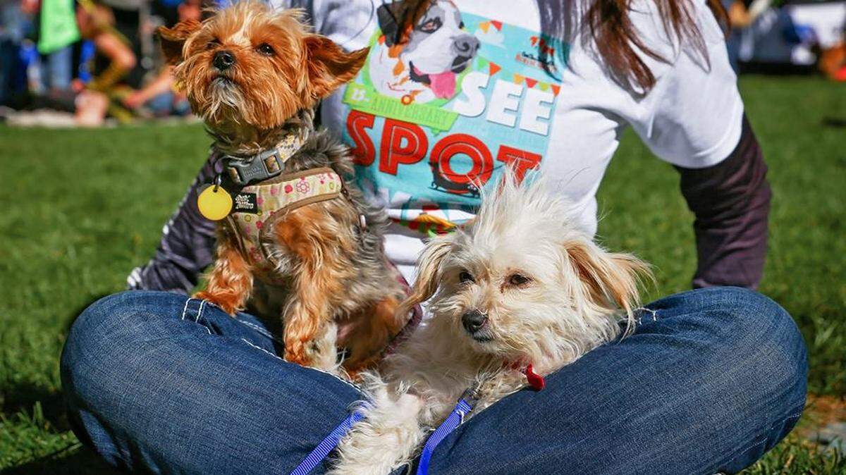 Have fun and raise money for homeless animals at See Spot Walk on Saturday, Oct. 6, which draws more than 3,000 dogs and their humans each year.
