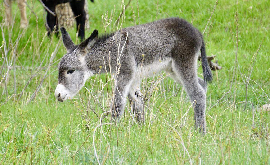 Wild burros — along with bison — are among the attractions at South Dakota’s Custer State Park.