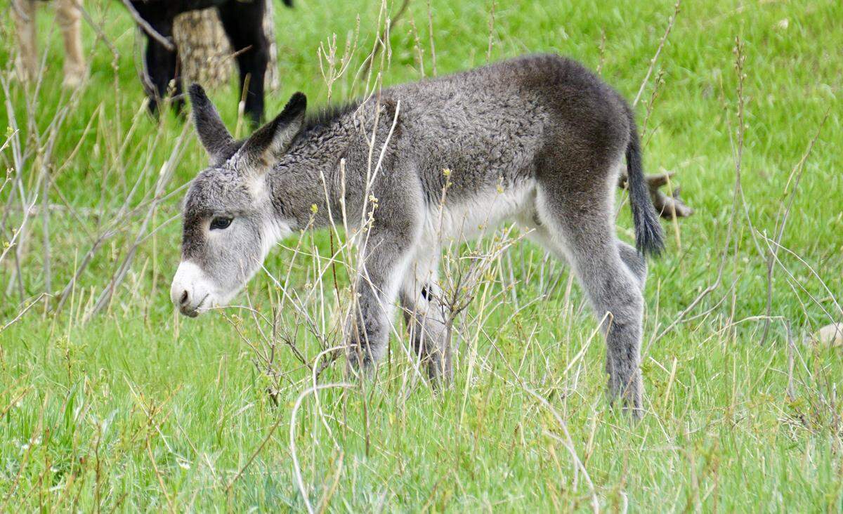 Wild burros — along with bison — are among the attractions at South Dakota’s Custer State Park.