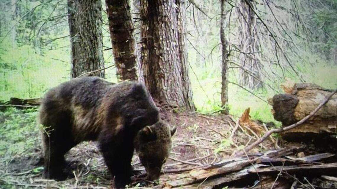 Second grizzly bear poaching in 2 months reported in Idaho county