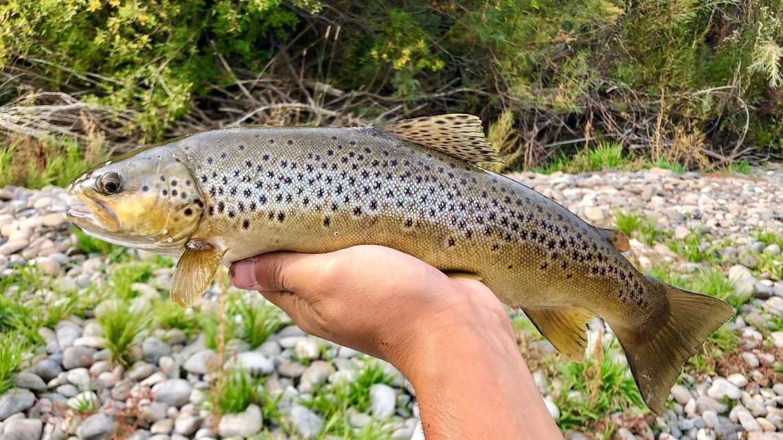 It’s time for fall fishing — and one species should be at the top of Idahoans’ list