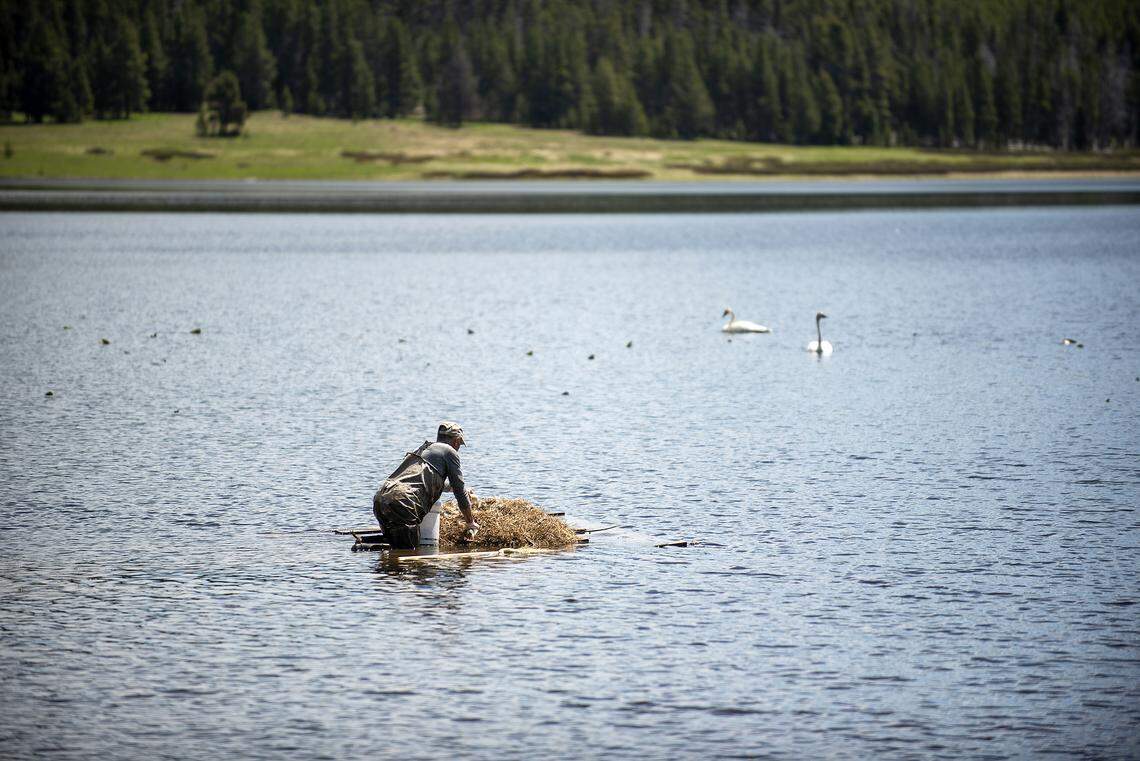 Bill Long of the Wyoming Wetlands Society plucks trumpeter swan eggs from a nest on Grebe Lake in Yellowstone National Park, replacing them with true-to-life replicas. Hatching the eggs in captivity keeps them from being eaten by predators in the wild.