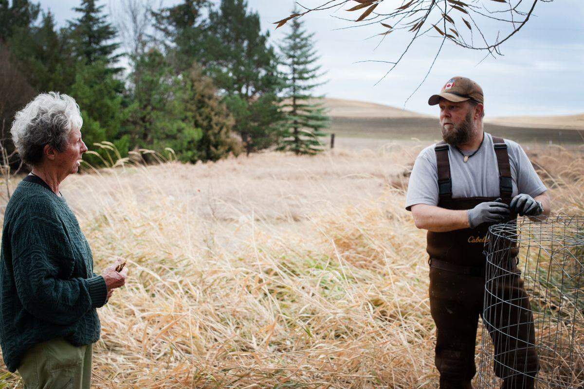 Chris Bachman, the wildlife director for the Lands Council, talks to Linda Jovanovich on Nov. 5, 2020. Jovanovich lives on 7 acres on the Palouse and wants to coexist with beavers. Bachman is standing next to a chicken wire cage, in which two 4-inch pipes were placed. The pipes then shunted water through the beaver dam, keeping the pond level low enough for human and Castor canadensis to coexist.