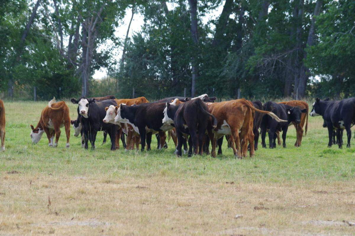 Cattle from the Gill Ranch in Lucile feed in a flatter pasture at their Parma ranch prior to be shipped to a feedlot for finishing.