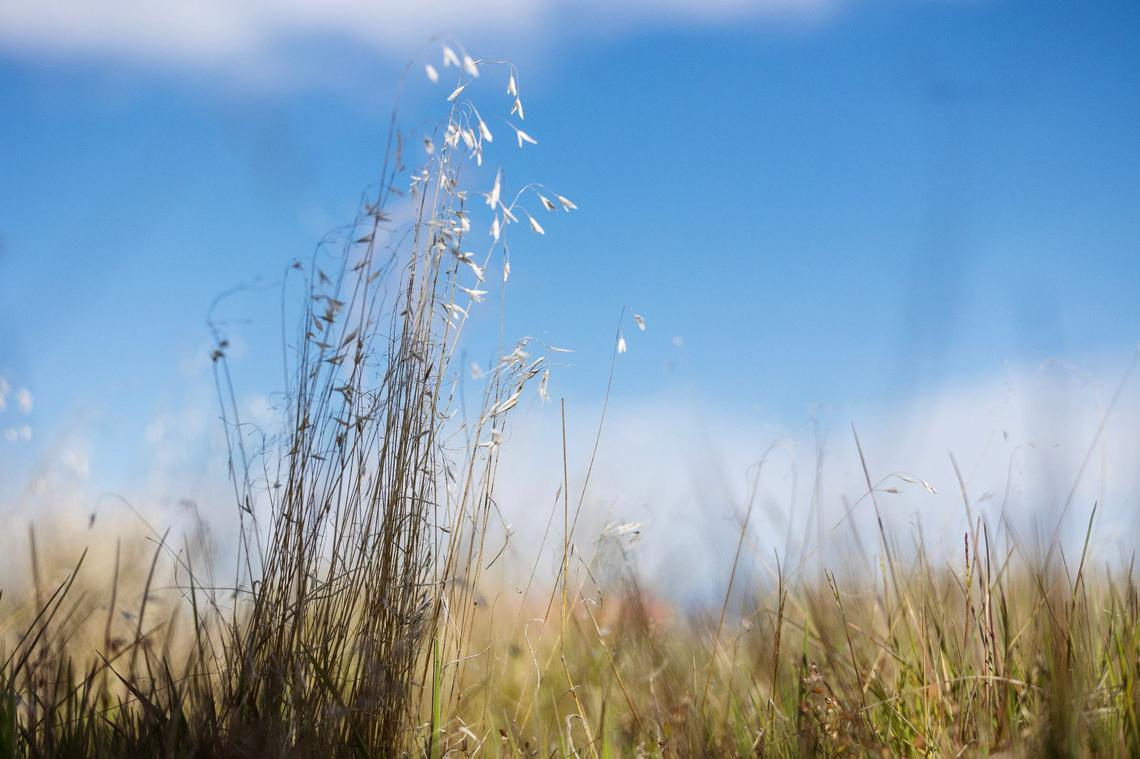 Cheatgrass is an invasive plant species that is harmful to sagebrush habitats. It thrives in the Palouse region of eastern Washington, where it can lead to a significant drop in crop yield.