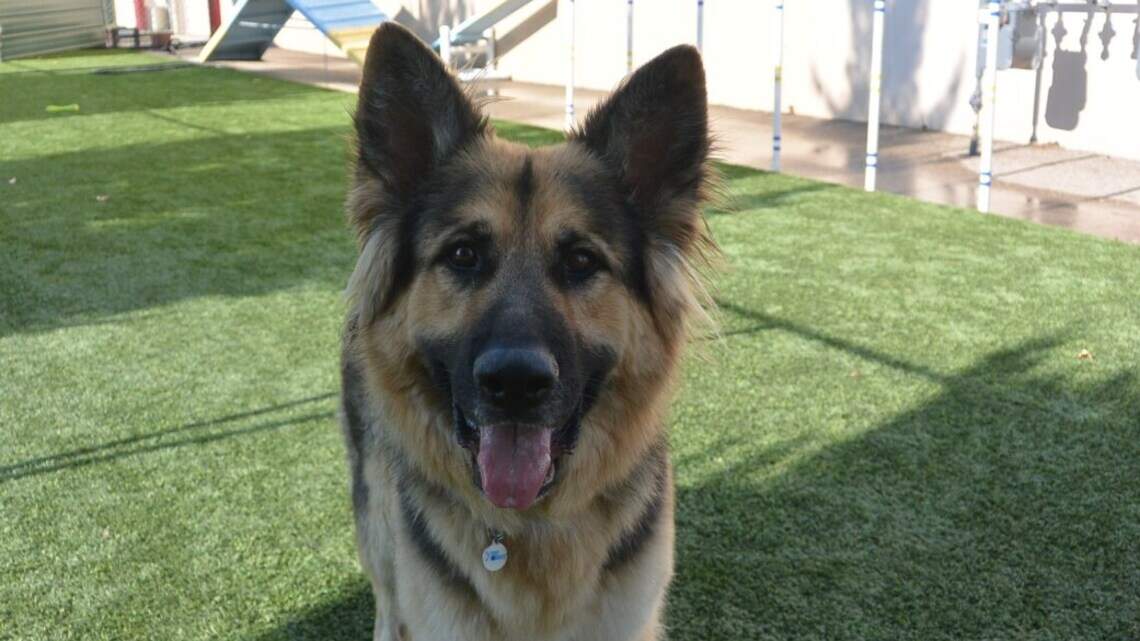 Meridian Pet of the Week: Bravo