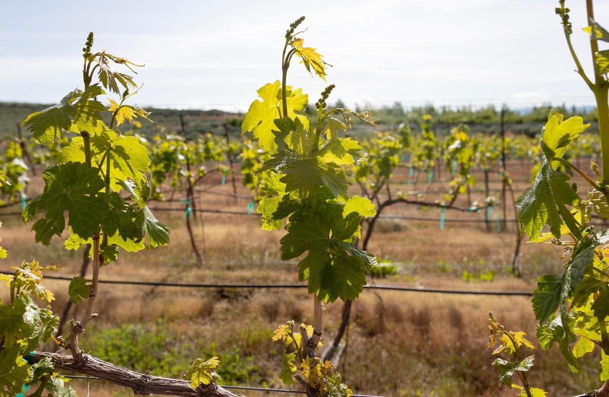 Young Malvasia Bianca grapevines grow in rows at 3100 Cellars’ vineyard.