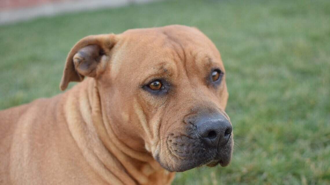 Canyon County Pet of the Week: Karma