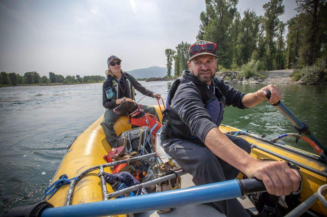 Mark Daluge, assistant supervisor at Teton County Weed and Pest, rows Wendt and Finn down the Snake River last month. Working Dogs for Conservation and spent a week helping Weed and Pest sniff out non-native plants.
