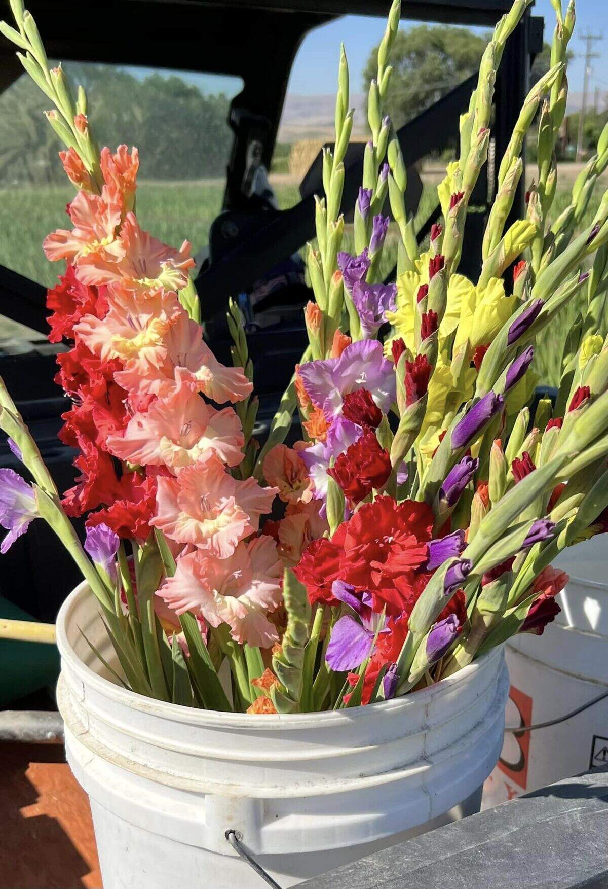 Mark and Cindy McClaskey have been selling gladiolas at the Capital City Public Market since it opened in downtown Boise in 1994.