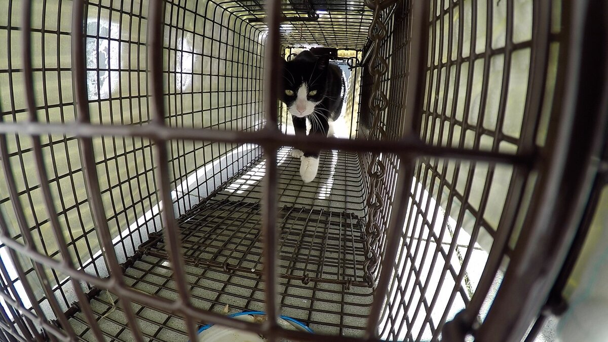 A feral cat at an apartment complex in Nampa finds food in a trap that hasn’t been set the past few days. But this time, the cat triggers the door behind it. Animal advocate Millie Reddig takes this and three other trapped ferals to the Idaho Humane Society to have fixed. A day later, she returns them to where they were trapped.