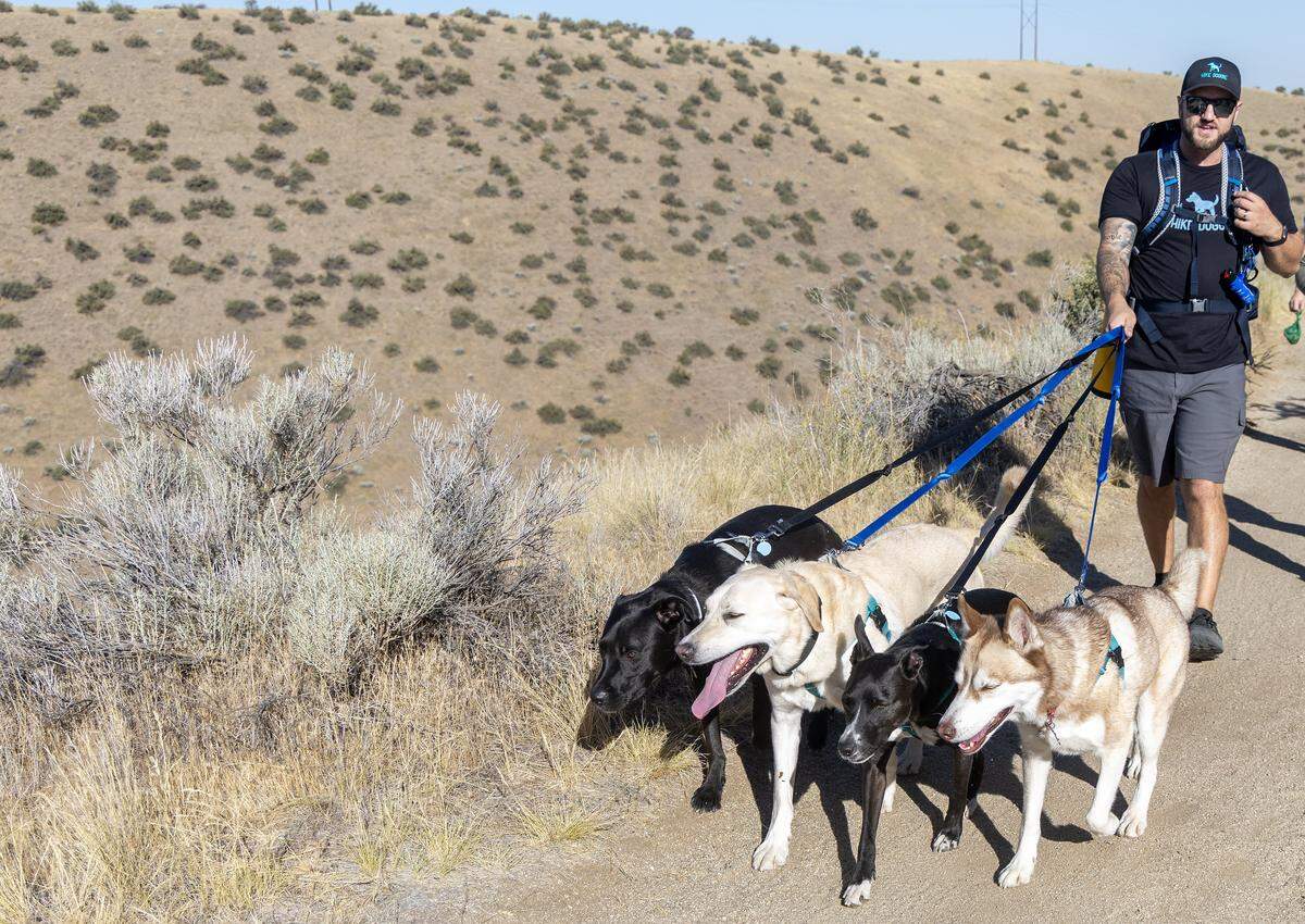 Harry Maalouf, owner of Hike Doggie Treasure Valley, walk canine clients on Peggy's Trail in the Boise Foothills, Aug. 21, 2025. Hike Doggie Treasure Valley is a new business that allows people to sign up to have their dogs picked up and taken to the Foothills for a hike.